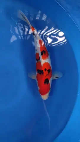 poles dikit lagi ready show nichh #koifish #fypシ #koi #koishow #fyppppppppppppppppppppppp 