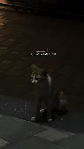 شدلي حيلك ياصاحبي 🫰🏻🤎#اكسبلور #اكسبلورexplore 