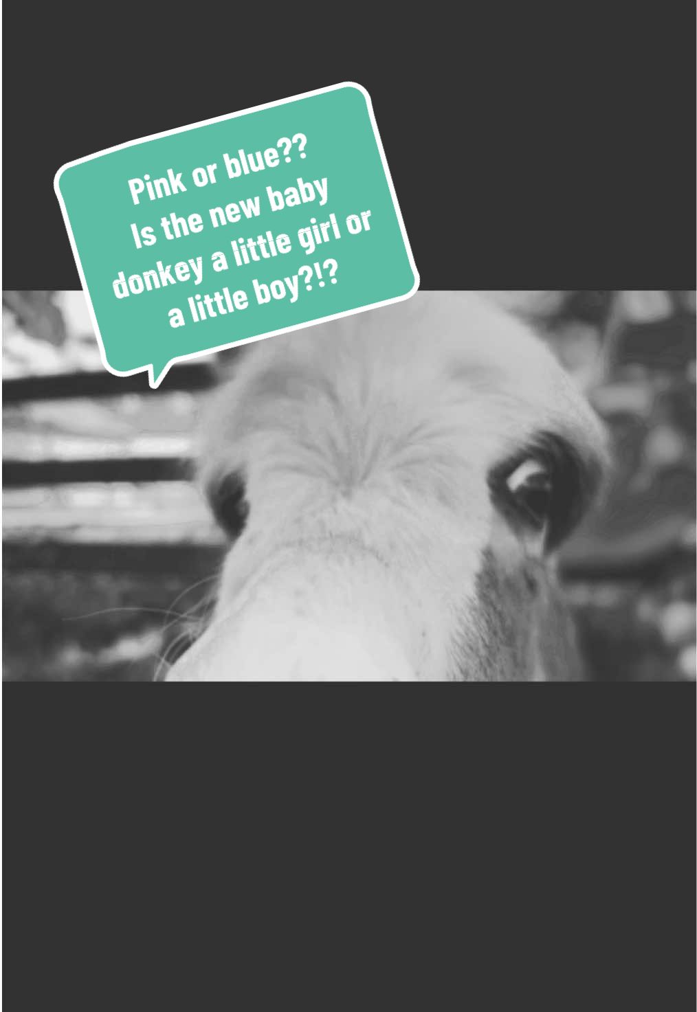 Welcoming to the word the prettiest spotted baby donkey! Pink or blue??  A little girl or a little boy?!? #diamondjperformancehorses #ogdonkeydiva #donkeylife #obsessed #minidonkey 