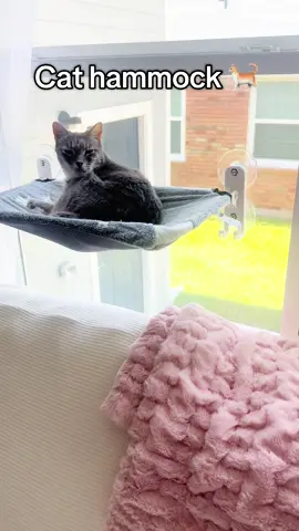 Cat hammock 🐈 #cat #catsoftiktok #cats #catlover #cattok 