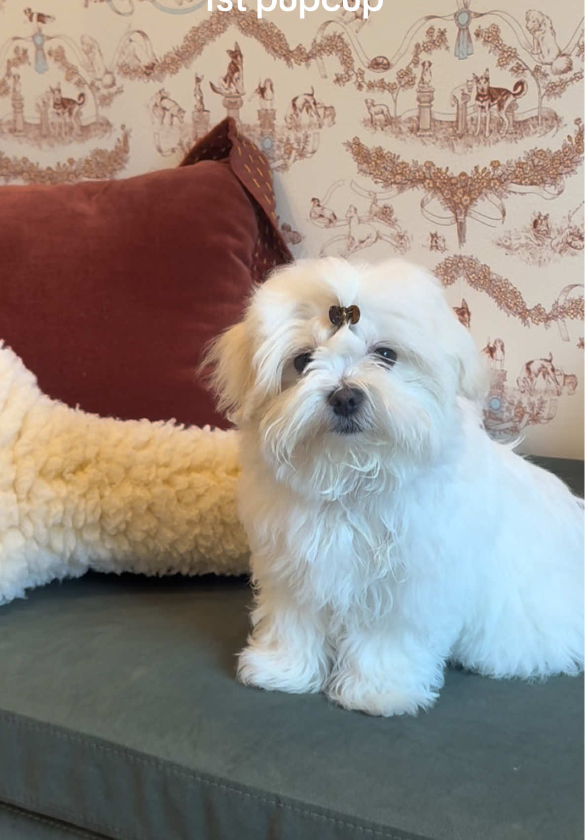 I took Nami to bishop the other day and we went to @luckypupdogshop and she got her first pup cup. She was a mess and loved it.  #maltesedog #maltesepuppy #pupcup #bishopartsdallas 