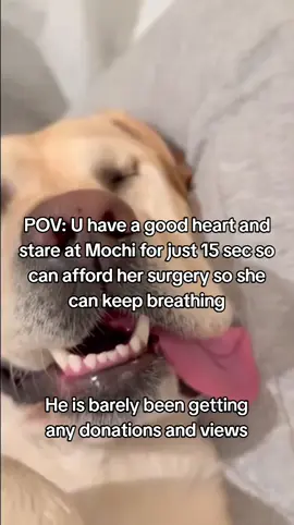 𝗗𝗼𝗻𝗮𝘁𝗶𝗼𝗻 𝗶𝗻 𝗯𝗶𝗼❤️ This is Mochi my little baby, my best friend, my whole world. She was just diagnosed with a life-threatening illness, and without treatment..she won't make it. The vet said we need $4300 to start her care and give her a real chance Watching her get weaker each day is the hardest thing l've ever faced. 1 just want to hold onto her a little longer. Please...if you see this, help us. Even $1 or just a share could save her life, She's only 4 years old ...she still has so much love left to give Help us save Mochi's life. Thank you from the bottom of my heart #savemydog #savemybaby #doglove 