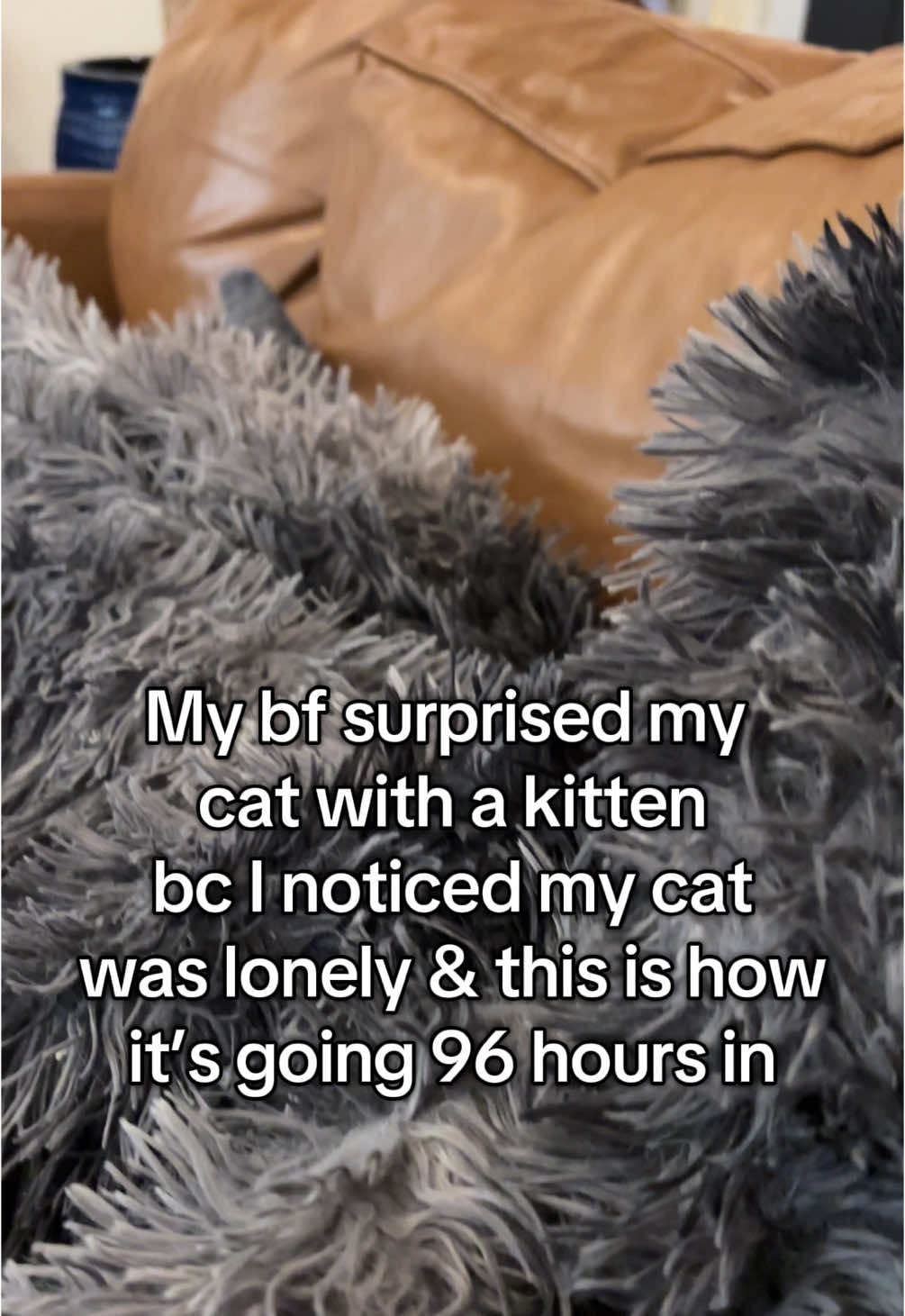 🧡🖤🤍  #rescuecats #orangecatsoftiktok #tuxedocatsoftiktok #twoundertwo 