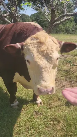 And now we all know why Curly is my favorite 😅❤️🐂🌟 #bulls #bulltok #familyfarm #fyp #farm @Sarah 🌱🐕🐈‍⬛️🐂🏳️‍🌈 