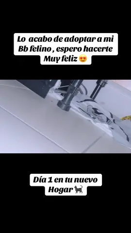 #blackcat #mimascota #paratiiiiiiiiiiiiiiiiiiiiiiiiiiiiiii #tiktok 