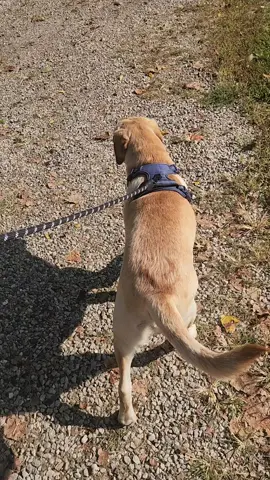 #nopullharness #harness #dogsoftiktok 
