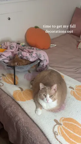 my orange boys 🤍 - - #fyp #viral #fall #cats #orangecatsoftiktok 