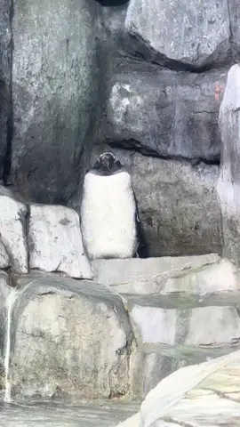 This sound except it's just our penguins pouting that they're molting... 🪶🐧 Our gentoo penguins are currently in the middle of molting season! Also known as the 
