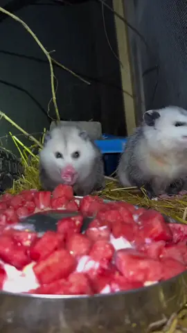 I just love opossums. They get so much hate when they can be so cute.