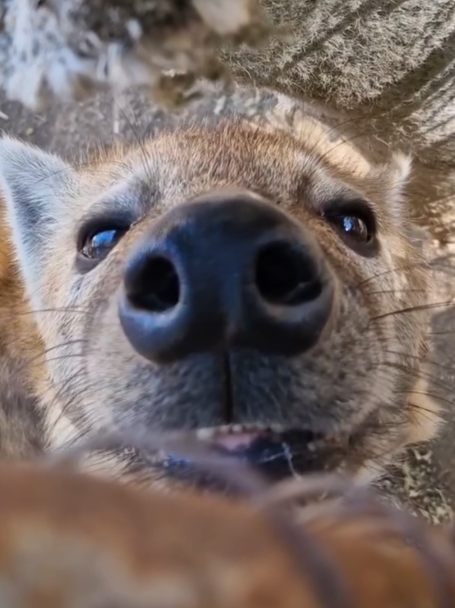 Just a Spotted Hyena enjoying some chin scratches 🥰🥺 Some people already feel a shiver of disgust over their body when they hear the word 