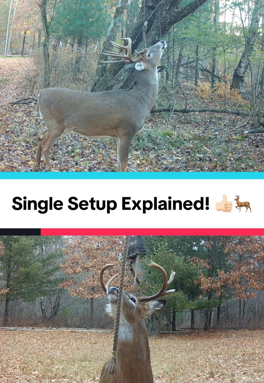 Our HempScent Rope Single-Setup can be setup in a matter of minutes giving you an effective mock scrape that will be used for years to come! 🔥 With 10 feet of attached paracord simply tie to the branch above or toss up and over a branch and hang around belly button height! 🦌 We don’t want these setups to be tight to the tree they are hung off of or in long grass with obstacles that can deter deer from trying to communicate with them. Deer are lazy by nature so make it as easy as possible for the deer to access them and work the mock scrape you made! 🔥🦌 #deerhunting #hemprope #deerseason #bowhunting #whitetail 