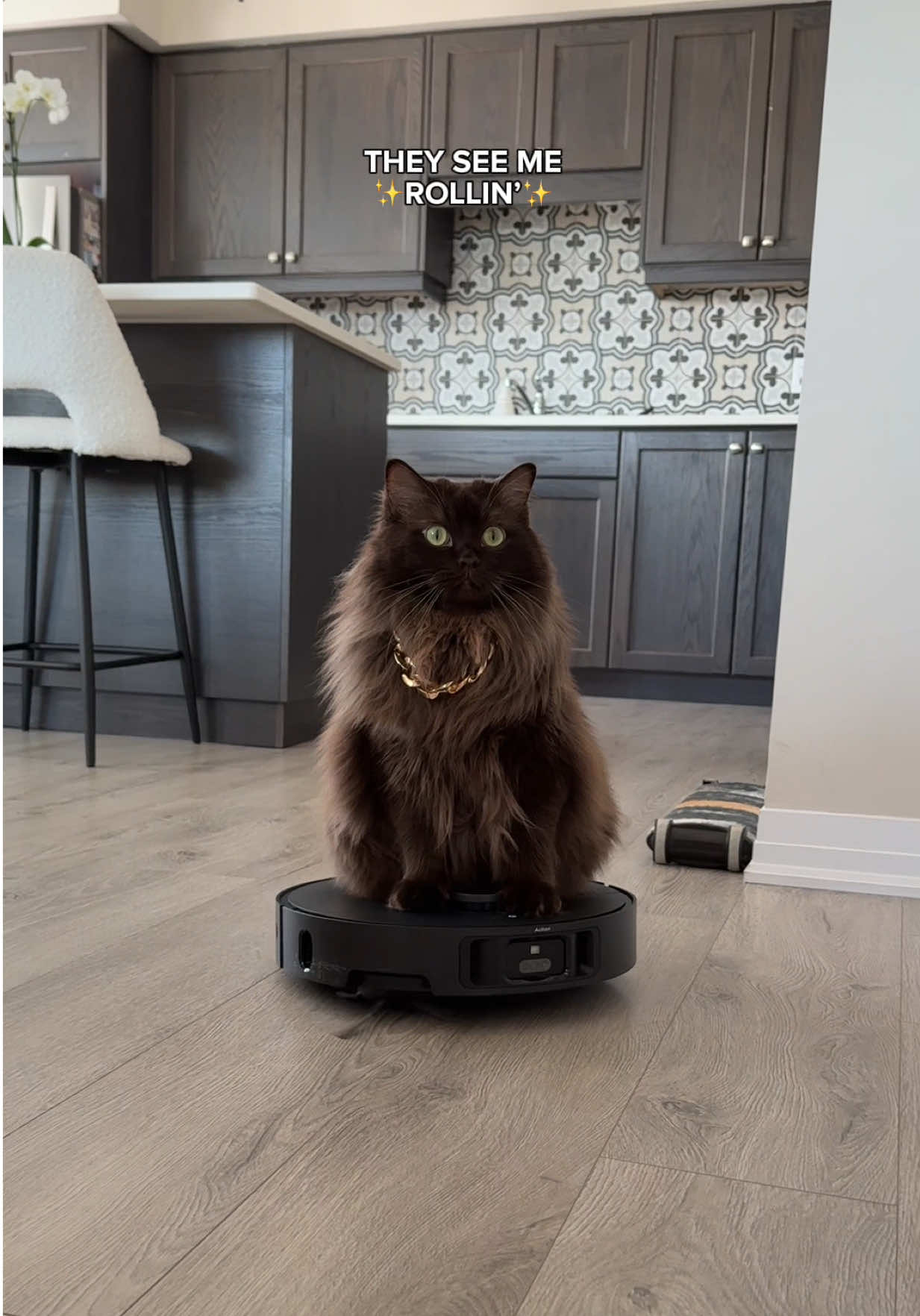 Ridin’ dirty 😎 #cats #catsoftiktok #cutecat #funnycat #ridindirty 