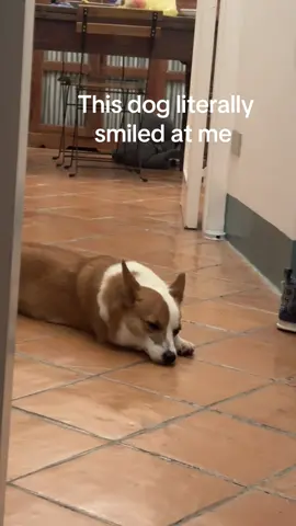 She’s the happiest #fyp #corgi #dogsoftiktok #smilingdog 
