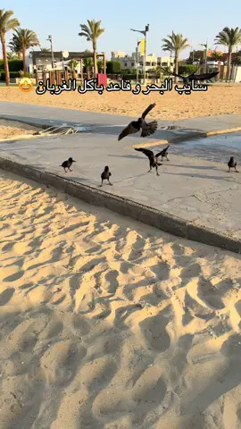 جمال الغربان ❤️