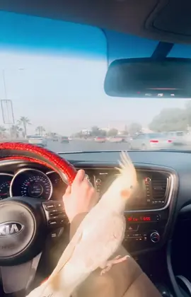 #طرابلس #طرابلس_ليبيا 