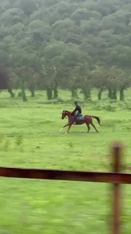 #أيلام المرء#في حب #الخيل#الخيل_العربي_الاصيل🐎 