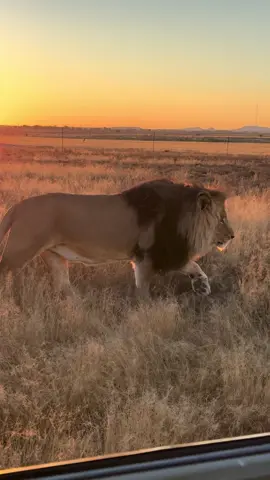 As the sun dipped low, painting the sky a deep red, Valentino chose to walk right alongside our vehicle — every step as powerful as the glow behind him. Moments like these remind us of the pure beauty of nature and the privilege of sharing space with such a magnificent lion. 🌅🦁❤️ #FelidaeCentre #LionKing #WildAndFree #AfricanSunset #Valentino  