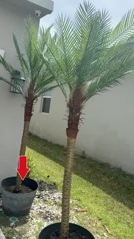 🌿✨ Transforma tu espacio con este árbol artificial realista de 7/8/9 pies. Su diseño detallado y naturalista aporta frescura y elegancia sin necesidad de mantenimiento. ✔️ Altura imponente: elige entre 7, 8 o 9 ft para adaptarse a cualquier espacio ✔️ Aspecto natural: hojas y ramas realistas que parecen un árbol vivo ✔️ Versátil: ideal para sala, oficina, recibidor, eventos o decoración comercial ✔️ Cero mantenimiento: sin riego, sin ensuciar y siempre verde 🏡 Dale a tu hogar o negocio un toque moderno, acogedor y lleno de vida. #ArtificialTree #HomeDecor #DecoraciónDeInteriores #RoomMakeover #DecoraciónModerna          