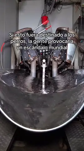 Pero decidieron que estaba bien para los demás animales