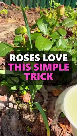 Roses thrive on this one surprising ingredient  #roses #garden #gardening #plants