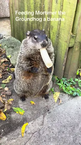 Feeding Mortimer the Groundhog a banana. #groundhog 