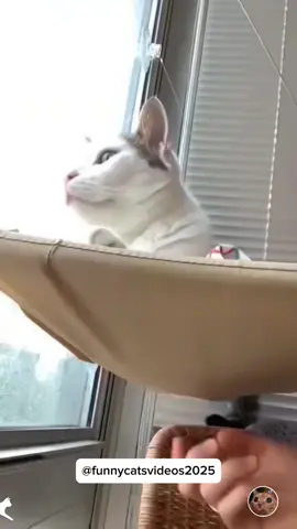 Cat core 😂 #funnycat #funnyvideos #cat #fyp #pourtoi 