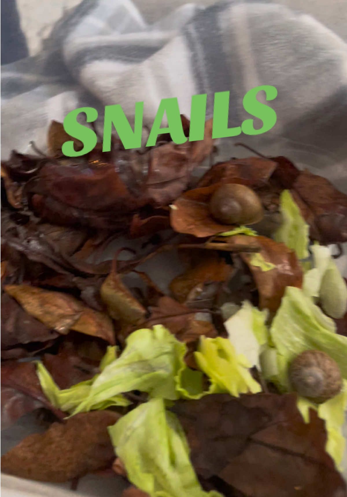 #fyp #foryou #snails 