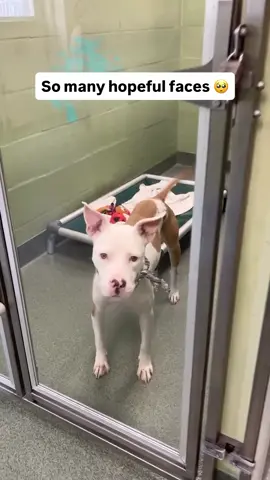 They need your help! So many hopeful faces… 🥺💔   Meet Sunlight, Lala, Hamlin, Cassie, Butterbean, Bridget, Latte, Manolo, and Hillary. They are just a few of the sweet dogs waiting here at the Humane Society of Broward County. Each one has a story, each one has known hardship, and each one is patiently waiting for the day their forever family finally walks through our doors. ❤️   Until then, we do everything we can to give them love, care, and safety. But rescue work never ends and for every pet adopted, there are so many more still waiting for space in a shelter.   ✨ If you can open your heart and home, please consider adopting. ✨ If you cannot adopt, please share their stories and donate if you’re able. Every gift, no matter the size, helps keep these pups safe and cared for while they wait for the love they deserve. 🙏🐾   To adopt, complete a pre-adoption application at www.humanebroward.com and visit us at 2070 Griffin Road, Fort Lauderdale. We open daily at 11 a.m. Questions? Call 954-989-3977.   #adoptdontshop #rescuedog #shelterdog #dogrescue #humanebroward         