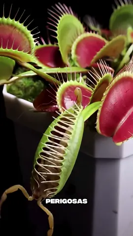 5 Plantas carnívoras mais perigosas do mundo.  #plantas #natureza #top5 #curiosidades #fatoscuriosos 