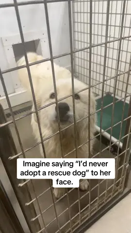 Daisy is missing her sister Debbie who was recently adopted 🩵 Sweet Daisy 🌼 is wondering when it’ll be her turn #LanguageLearning #greenmorerescue #rescuedogsoftiktok #shelterdogsoftiktok #trending 