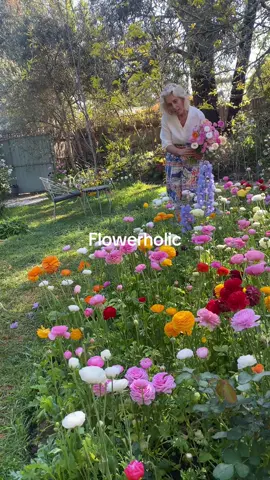 Spring is in the air here in Melbourne and my flower garden is about to burst. Flower power!  Have a great day!  #gardentok #garden #flores #nature #flowers 