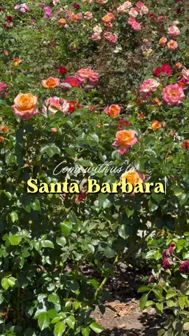 That’s a wrap on our LDW in Santa Barbara 🥰 #Vlog #travel #thingstodoinsantabarbara #sanysidroranch #santabarbara 