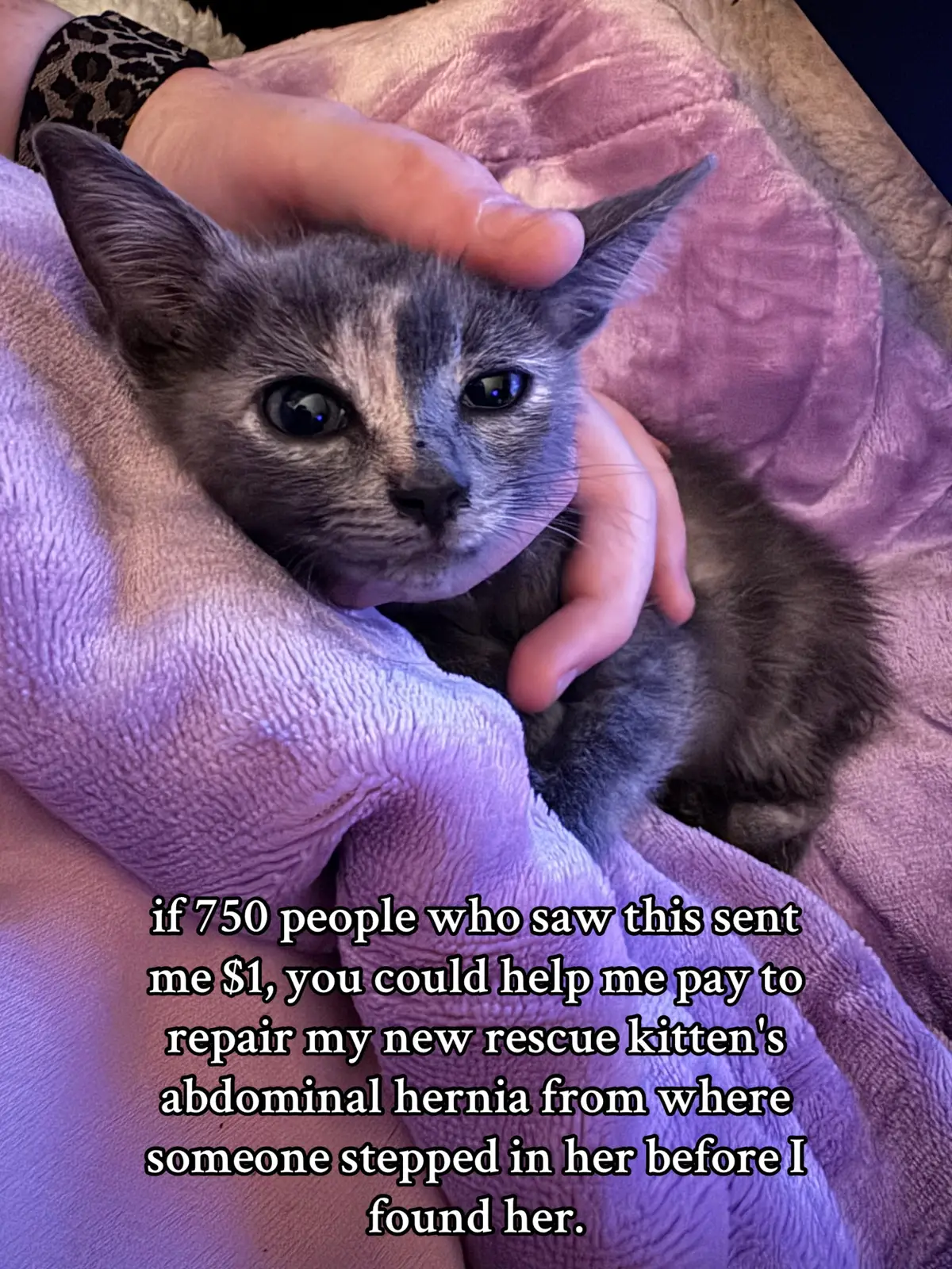 venmo: ParkerExum... anything helps save sweet Roo. #catsoftiktok #rescuecats #LanguageLearning #vetbills #foryou #foryoupage #charity #donate #cats #cat #PetsOfTikTok #pet 