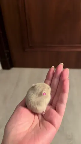 #fyp #foryou #hamster #hamsters #كيوت 