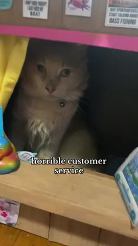 shopkeep a little weird but he cool i guess #catsoftiktok #cathouse #cat 