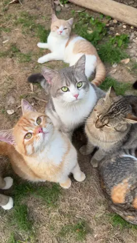 猫托车启动～ #被小猫咪治愈的一天 #小院时光 #终南山喵山居日常 #猫咪 #萌宠 #远离城市的喧嚣 #小猫咪大眼萌 #农村生活 #小猫是平淡生活的解药 #我和我的猫