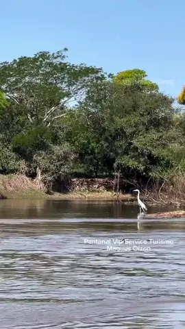 raridade. Pantanal. jacaré é surpreendido e abatido pro onça no Pantanal. #viral  #foryoupage  #foryou  #vyp 