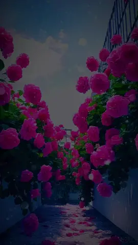 #القران_الكريم_راحه_نفسية😍🕋 #قران_كريم #اجر_لي_ولكم #تلاوة_خاشعة #for 