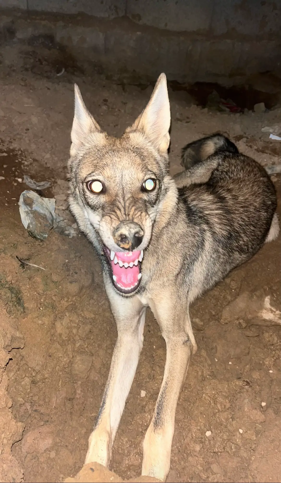 #ذيب #تبوك #تصوري📸 #اكسبلورexplore 