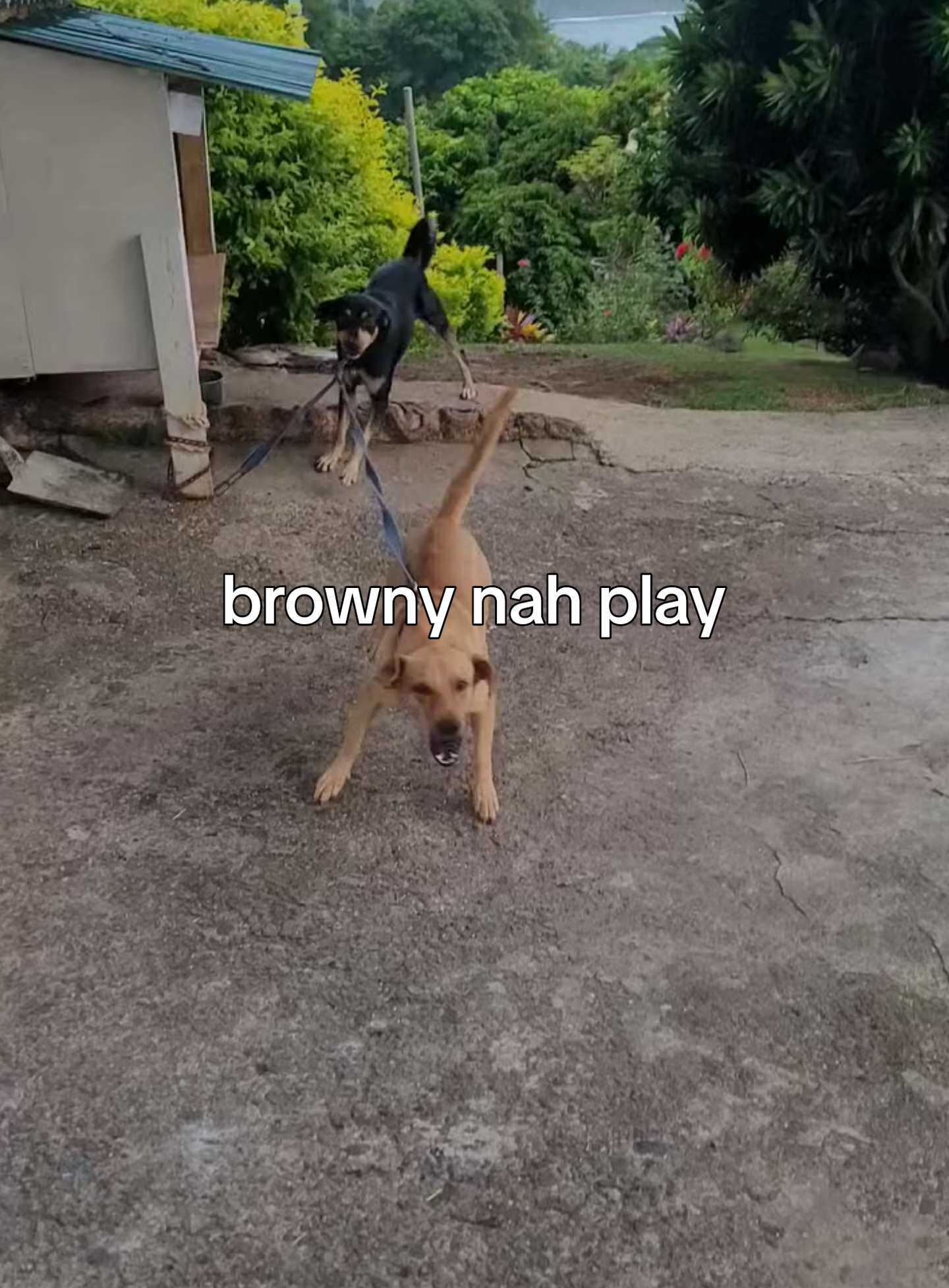 #funny #caribbeantiktokeurs🔥 #caribbeantiktokeurs🇭🇹🇬🇾🇹🇹🇸🇷🇯🇲 #dominicantictoker🇩🇲 #767🇩🇲 