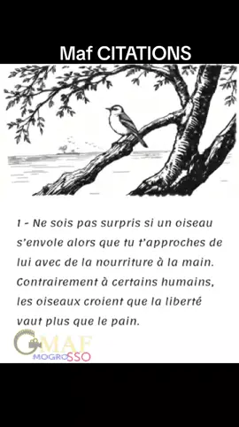 #maf #citations 