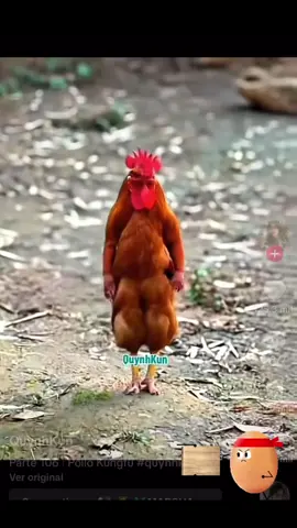 El gallo karateca😳😁 #teenbella502🌼🌻lentejasviral#paratipage 
