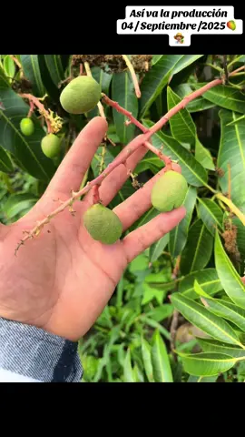 #mangos #mangueros🥭#agro #agroboy #agricultura 