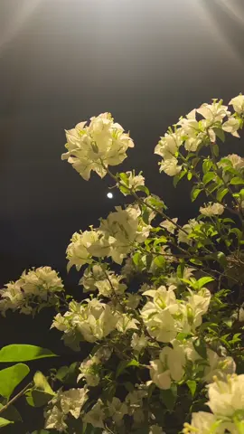 Bougenville flowers so beautiful ander the moonlight. Make me comfort and calm with smile on my face, talks with my friend with a glass of tiramisu choco 😚 #calm #nature #1312 #prayforindonesia 