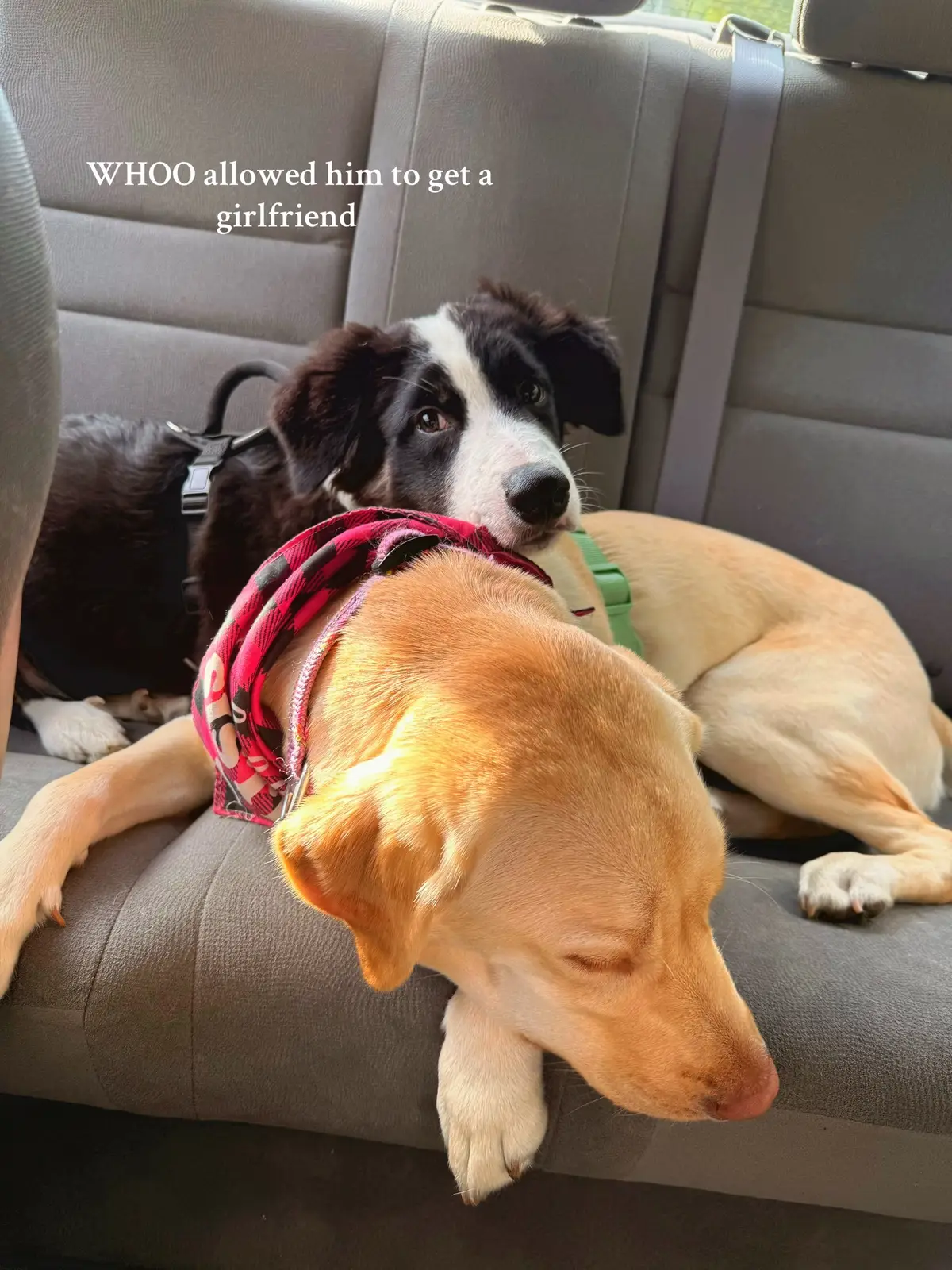 #foryou #bordercolliepuppy #LanguageLearning #doggiedate 