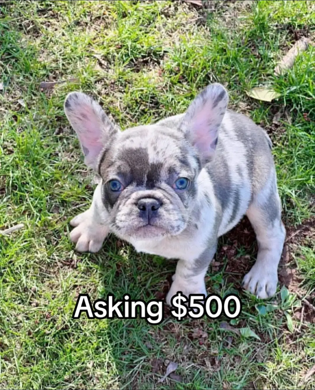 French and English Bulldog Puppies available for adoption Please some of those puppies are not fully vaccinated yet. Available French Bulldog puppies updated with shots and ready for good homes immediately. We have  many litters and some from good ones like us here. So youre welcome to take part in the choice and arrange meeting or delivery for those on drivable distances. They have very good temperaments and come with the best personalities making it easy in a new environment. If interested in meeting them, please message to start an adoption application. #frenchbulldog #frenchie #frenchiesofinstagram #dogsofinstagram #frenchies #dog #frenchielove #puppy #bulldog #frenchbulldogsofinstagram #frenchiepuppy #dogs #frenchielife #puppylove #frenchbulldogs #frenchieoftheday #frenchiegram #puppiesofinstagram #frenchiesociety #bulldogfrances #puppies #doglover #frenchbulldogpuppy #bulldogsofinstagram #instadog #Love #dogstagram #dogoftheday #instafrenchie #doglife #bully #bulldogs #doglovers #frenchbulldoglife #frenchbulldoglove #ilovemyfrenchie #frenchieworld #cute #french #frenchielovers #pet #frenchiesofig #franz #frenchbully #englishbulldog #frenchiephotos #puppylife #dogsofinsta #bulldoglife #bulldoglove #pets #petsofinstagram #frenchbulldoglovers #frenchbulldogpuppies #americanbully #frenchiesoverload #bouledoguefrancais #dogmom #frenchbulldogworld #frenchiebulldog