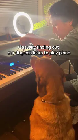 Never too old to learn something new #funnydogsvideo #dogtrainingtricks #petloversoftiktok #asians #pianochallenge 