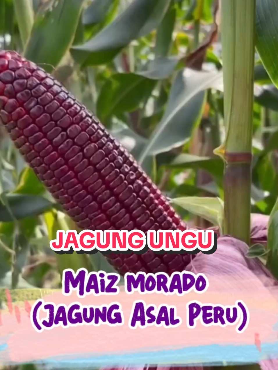 Maiz Morado 🌽💜 jagung ungu khas Peru, kaya antioksidan, rasanya legit, dan kini bisa ditanam di Indonesia. Peluang bisnis baru yang menjanjikan! 🚀 #MaizMorado #JagungUngu #PertanianModern #BenihBerkualitas #PanenCuan 