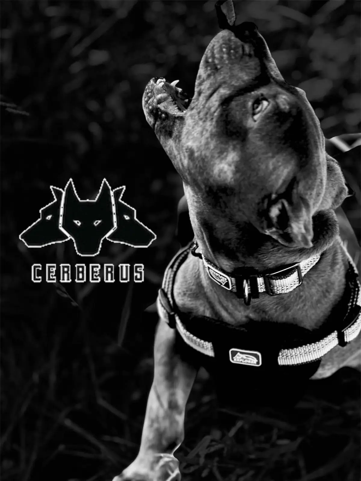 #bully #xlbully #dogsoftiktok #dogmom #fyp @stevo 