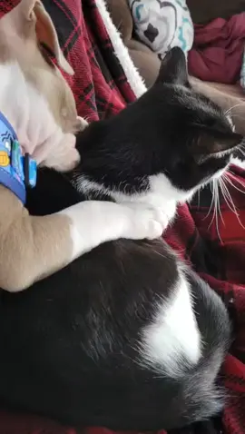 they were so cute... 😭#sad #fypツ #dog #cat 